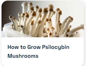 GROWING PSILOCYBIN MUSHROOMS