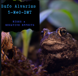 Bufo Alvarius