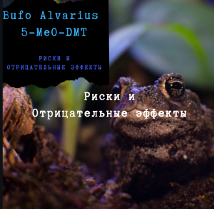 Bufo Alvarius